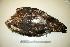  (Aquila chrysaetos - NHMO-BC156)  @13 [ ] Unspecified (default): All Rights Reserved  Unspecified Unspecified