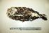  (Buteo lagopus - NHMO-BC134)  @13 [ ] Unspecified (default): All Rights Reserved  Unspecified Unspecified