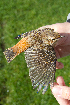  (Saxicola rubetra - NHMO-BI-36481)  @15 [ ] Unspecified (default): All Rights Reserved  Unspecified Unspecified