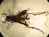  (Mischocyttarus sp. 3 - BONVB-0137)  @11 [ ] Unspecified (default): All Rights Reserved  Unspecified Unspecified