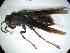  (Polistes lanio - BONVB-0276)  @13 [ ] Unspecified (default): All Rights Reserved  Unspecified Unspecified