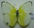  (Catopsilia pomona - UMKL-JJW0052)  @11 [ ] Unspecified (default): All Rights Reserved  Unspecified Unspecified
