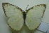  (Appias albina albina - UMKL-JJW0061)  @11 [ ] Unspecified (default): All Rights Reserved  Unspecified Unspecified