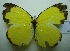  (Eurema blanda - UMKL-JJW0075)  @11 [ ] Unspecified (default): All Rights Reserved  Unspecified Unspecified