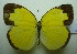  (Eurema hecabe - UMKL-JJW0077)  @14 [ ] Unspecified (default): All Rights Reserved  Unspecified Unspecified