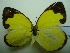  (Eurema simulatrix - UMKL-JJW0083)  @12 [ ] Unspecified (default): All Rights Reserved  Unspecified Unspecified