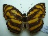  (Athyma nefte - UMKL-JJW0126)  @14 [ ] Unspecified (default): All Rights Reserved  Unspecified Unspecified