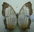  (Cyrestis themire - UMKL-JJW0161)  @14 [ ] Unspecified (default): All Rights Reserved  Unspecified Unspecified