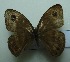  (Ypthima fasciata - UMKL-JJW0340)  @11 [ ] Unspecified (default): All Rights Reserved  Unspecified Unspecified