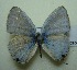  (Catochrysops - UMKL-JJW0381)  @14 [ ] Unspecified (default): All Rights Reserved  Unspecified Unspecified