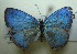  (Jamides malaccanus - UMKL-JJW0430)  @13 [ ] Unspecified (default): All Rights Reserved  Unspecified Unspecified
