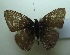  (Ionolyce helicon - UMKL-JJW0439)  @11 [ ] Unspecified (default): All Rights Reserved  Unspecified Unspecified