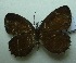  (Allotinus leogoran - UMKL-JJW0451)  @13 [ ] Unspecified (default): All Rights Reserved  Unspecified Unspecified