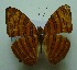  (Chersonesia intermedia - UMKL-SJ010)  @13 [ ] Unspecified (default): All Rights Reserved  Unspecified Unspecified