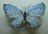  (Jamides virgulatus - UMKL-JJW0512)  @11 [ ] Unspecified (default): All Rights Reserved  Unspecified Unspecified