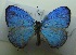  (Jamides elpis - UMKL-JJW0515)  @11 [ ] Unspecified (default): All Rights Reserved  Unspecified Unspecified
