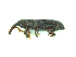  ( - Mini Rhizome _COI)  @11 [ ] CreativeCommons  Attribution (by) (2015) Raghava Indian Institute of Horticultural Research