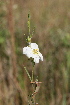  (Ludwigia rigida - MFL 641)  @11 [ ] Copyright (2012) Santiago Madrinan Universidad de los Andes- Museo de Historia Natural