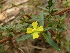  (Ludwigia hyssopifolia - MFL 671)  @11 [ ] Copyright (2012) Santiago Madrinan Universidad de los Andes- Museo de Historia Natural