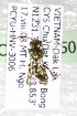  (Nomada VNM02 - CCDB-14506-D9)  @12 [ ] CreativeCommons - Attribution Non-Commercial Share-Alike (2012) Packer Collection York University York University