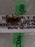  (Nomada sp. 6AT - CND-06715-08)  @12 [ ] CreativeCommons - Attribution Non-Commercial Share-Alike (2010) Packer Collection at York University York University