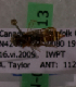  (Nomada sp. 5AT - CND-06715-13)  @12 [ ] CreativeCommons - Attribution Non-Commercial Share-Alike (2010) Packer Collection at York University York University