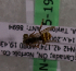  (Nomada sp. 4AT - CND-06715-19)  @12 [ ] CreativeCommons - Attribution Non-Commercial Share-Alike (2010) Packer Collection at York University York University