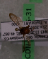  (Nomada sp. 1AT - CND-06715-31)  @12 [ ] CreativeCommons - Attribution Non-Commercial Share-Alike (2010) Packer Collection at York University York University