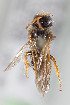  (Edwyniana flavicornis - CCDB-28316 A07)  @11 [ ] CreativeCommons - Attribution (2015) Laurence Packer York University