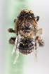  (Alloscirtetica sp_CHILbrown1 - CCDB-28314 B03)  @11 [ ] CreativeCommons - Attribution (2015) Laurence Packer York University