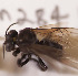  ( - CCDB-30385 B03)  @11 [ ] CreativeCommons - Attribution (2017) Laurence Packer York University