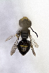  (Liphanthus unifasciatus - CCDB-30346 B09)  @13 [ ] CreativeCommons - Attribution (2017) Laurence Packer York University