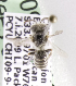  (Perditomorpha spD - CCDB-09857 A01)  @12 [ ] Copyright (2010) Laurence Packer York University