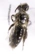  (Perditomorpha wagenknechti - CCDB-09857 A02)  @12 [ ] Copyright (2010) Laurence Packer York University