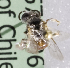  (Perditomorpha flavitarsus - CCDB-09857 D06)  @12 [ ] Copyright (2010) Laurence Packer York University