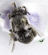  (Alloscirtetica valparadisaea - CCDB-09858 G01)  @12 [ ] Copyright (2010) Laurence Packer York University