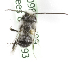  (Alloscirtetica tristrigata - CCDB-09858 H09)  @12 [ ] Copyright (2010) Laurence Packer York University