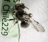  (Perditomorpha rufiventris - CCDB-09866 D04)  @13 [ ] Copyright (2010) Laurence Packer York University