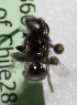  (Perditomorpha perezi - CCDB-09866 H10)  @13 [ ] Copyright (2010) Laurence Packer York University