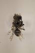  ( - CCDB-30384 B11)  @13 [ ] CreativeCommons - Attribution (2017) Laurence Packer York University