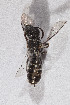  ( - CCDB-30387 B11)  @13 [ ] CreativeCommons - Attribution (2018) Laurence Packer York University