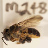  ( - CCDB-30385 C01)  @11 [ ] CreativeCommons - Attribution (2017) Laurence Packer York University