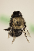  (Alloscirtetica antarctica - CCDB-30384 C03)  @11 [ ] CreativeCommons - Attribution (2017) Laurence Packer York University