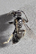  (Liphanthus nsp22 - CCDB-28316 C09)  @13 [ ] CreativeCommons - Attribution (2015) Laurence Packer York University