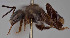  (Lepidotrigona javanica - CCDB-30385 C11)  @11 [ ] CreativeCommons - Attribution (2017) Laurence Packer York University