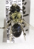  (Spinolapis - CCDB-09984 C04)  @13 [ ] Copyright (2011) Laurence Packer York University