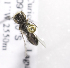  (Liphanthus tarsalis - CCDB-09984 H06)  @12 [ ] Copyright (2011) Laurence Packer York University