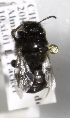  (Alloscirtetica porterichilena - CCDB-09987 F06)  @11 [ ] Copyright (2011) Laurence Packer York University