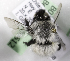  (Epiclopus wagenknechti - CCDB-09997 D07)  @13 [ ] Copyright (2011) Laurence Packer York University