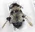  (Epiclopus gayi - CCDB-09997 D10)  @13 [ ] Copyright (2011) Laurence Packer York University